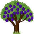 Cartoon plum tree with green crown and ripe blue plums isolated on white